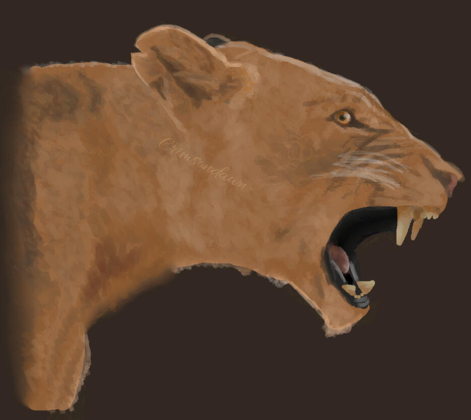 Lioness Roaring