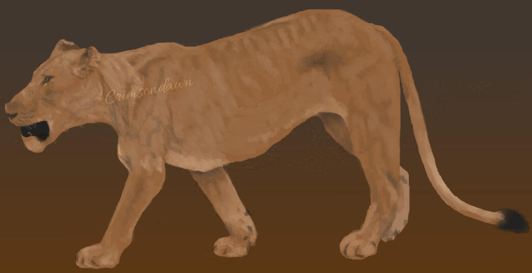 Lioness Walking